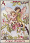 Apple Blossom Fairies