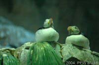 Puffins