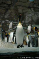 Penguins