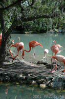 Flamingo's