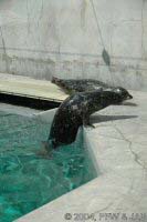 Harbour Seal