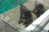 Harbour Seal