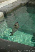 Baby Harbour Seal