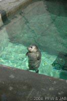 Baby Harbour Seal