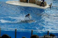 Key Wets Dolphin Show