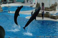 Key Wets Dolphin Show