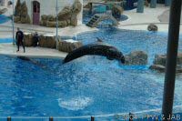 Key Wets Dolphin Show