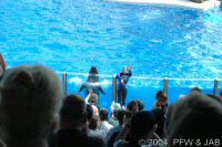 Key Wets Dolphin Show