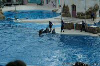 Key Wets Dolphin Show