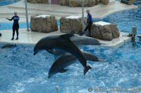 Key Wets Dolphin Show