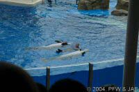 Key Wets Dolphin Show