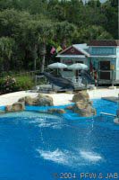 Key Wets Dolphin Show