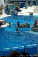 Key Wets Dolphin Show