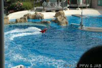 Key Wets Dolphin Show