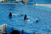 Key Wets Dolphin Show