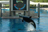 The Shamu Adventure