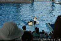 The Shamu Adventure