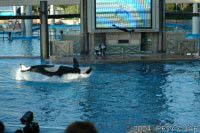 The Shamu Adventure