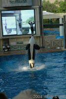 The Shamu Adventure