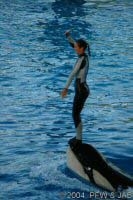 The Shamu Adventure