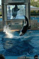 The Shamu Adventure