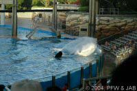 The Shamu Adventure