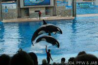 The Shamu Adventure