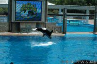 The Shamu Adventure