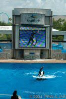 The Shamu Adventure