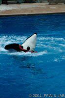 The Shamu Adventure