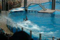 The Shamu Adventure