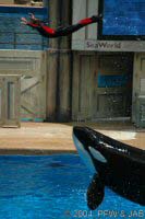 The Shamu Adventure