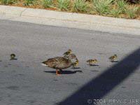 Donald, Huey, Dewey & Louie