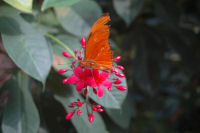 Artis, butterfly garden