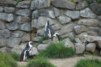 De pinguins