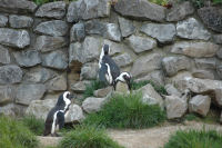 The penguins