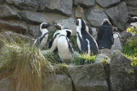 De pinguins