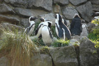 The penguins