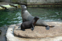 Seals