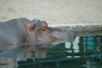 Hippo