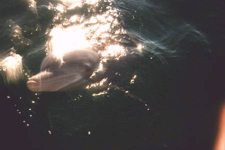 A dolphin