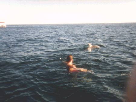 Swimming with dolphins